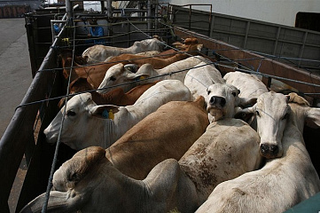 Перевозка скота